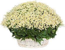 Цветочная композиция из Ромашки в корзине #REPLACE_PRED# Турово